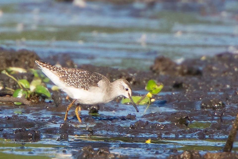 Wood Sandpiper (Tringa glareola)